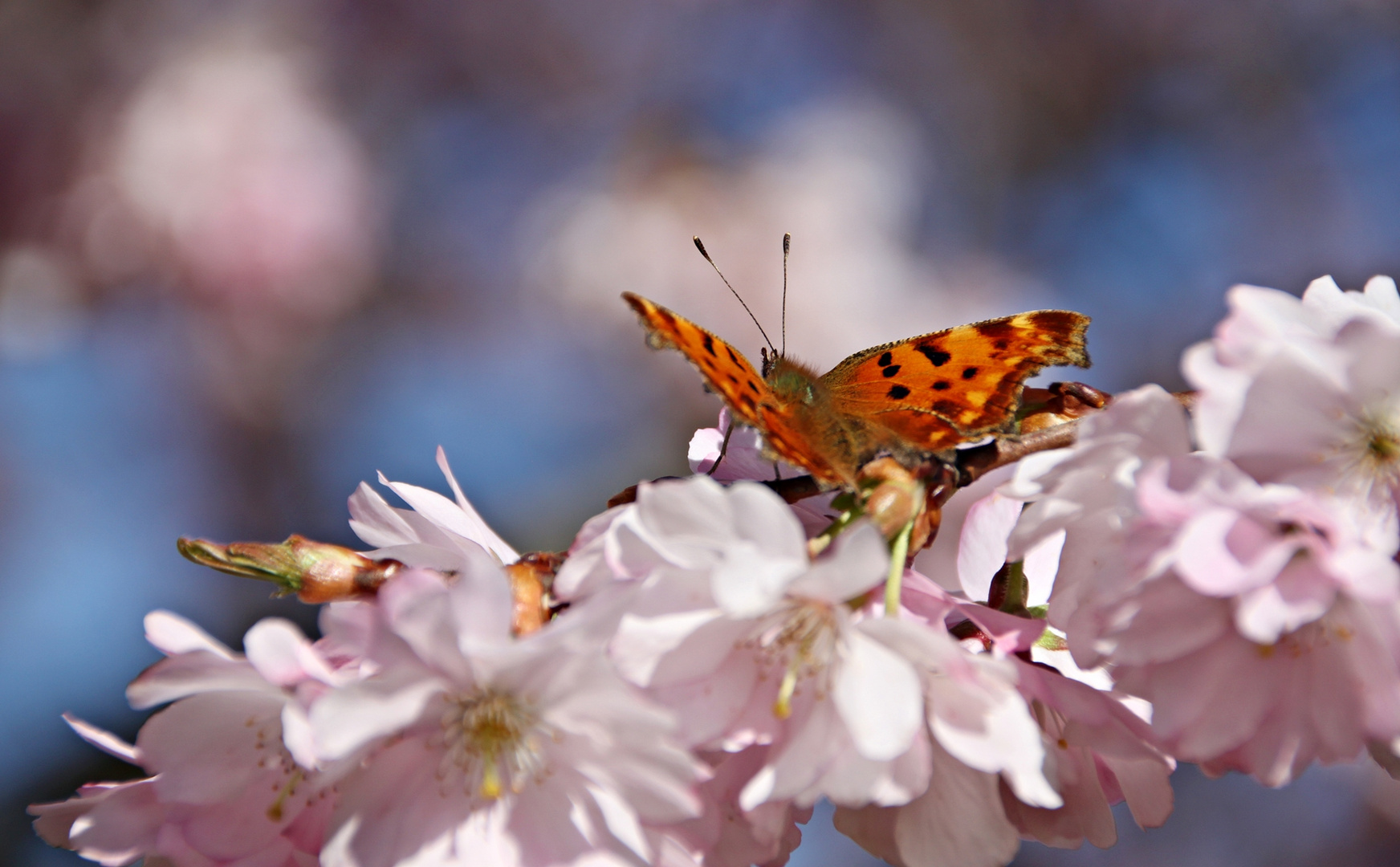 C-Falter auf Blüten