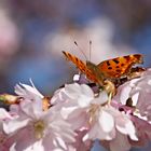 C-Falter auf Blüten