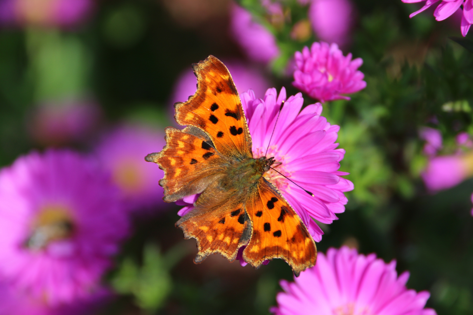 C-Falter auf Blume