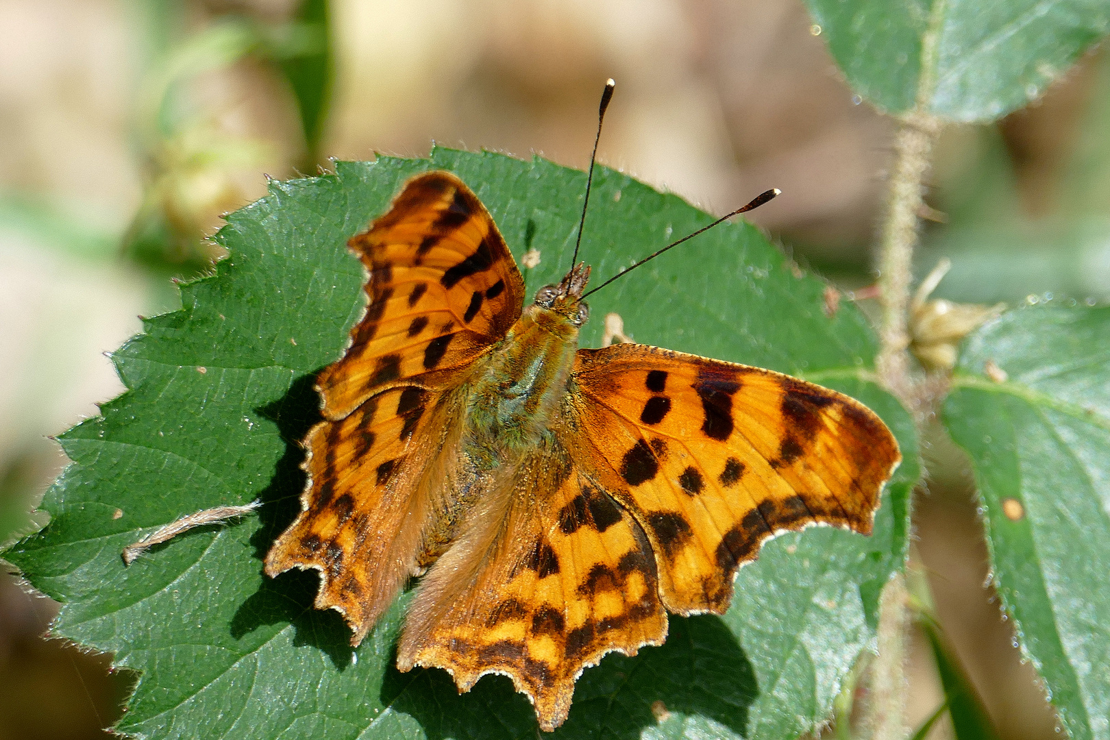 C-Falter auf Brombeerblatt