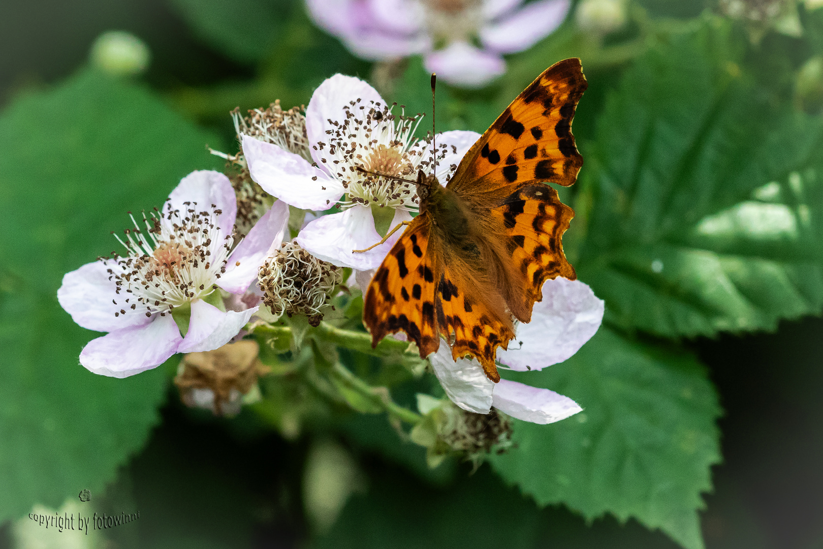 C-Falter auf Brombeerblüten