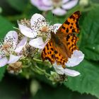 C-Falter auf Brombeerblüten