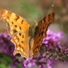 C-Falter auf Buddleja alternifolia, Thüringen, Neudietendorf