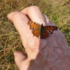 C-Falter auf der Hand