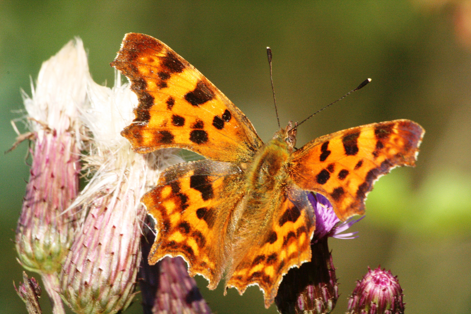 C-Falter auf Distel