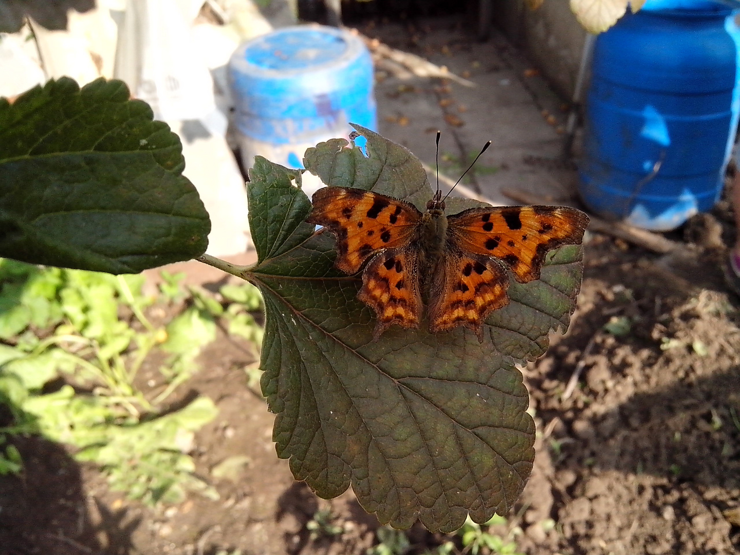 C-Falter auf einem Blatt im Garten