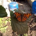 C-Falter auf einem Blatt im Garten