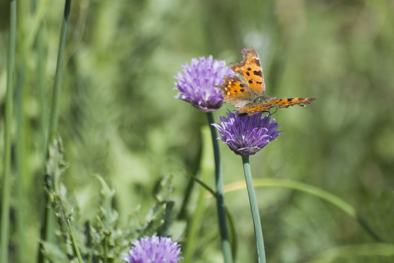 C-Falter auf einer Wildwiese