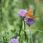 C-Falter auf einer Wildwiese