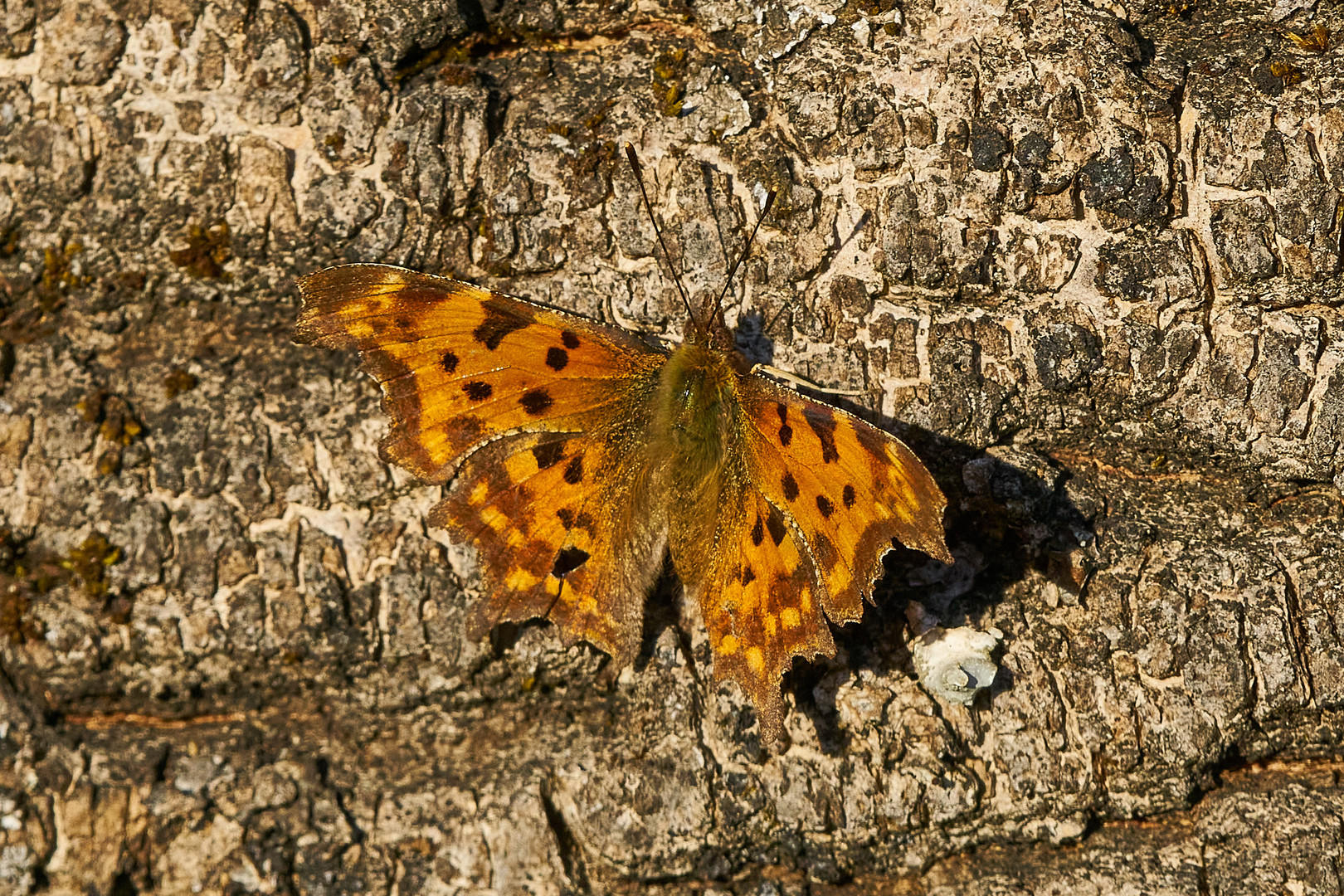 C-Falter auf geschlagenem Holz