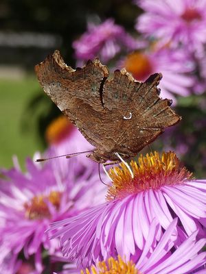 C-Falter auf Herbstaster
