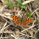 C-Falter auf Holzspänen