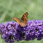 C-Falter auf Schmetterlingsflieder