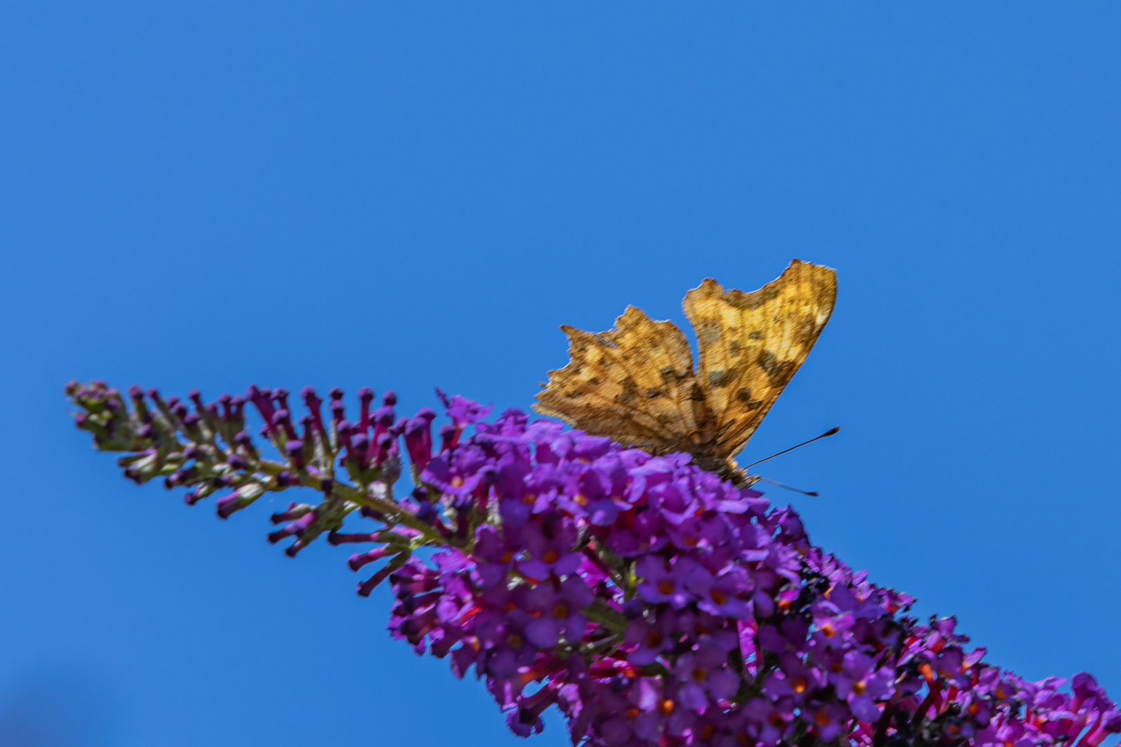 C Falter auf Sommerflieder