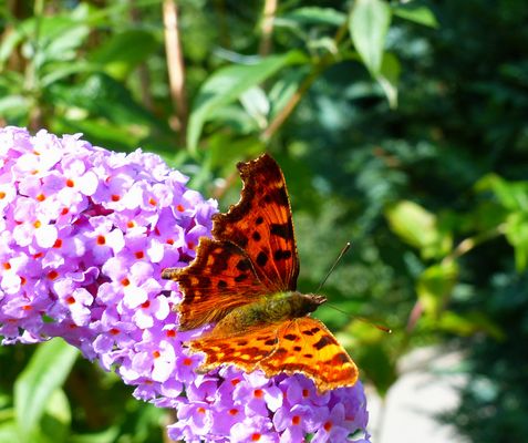 C-Falter auf Sommerflieder