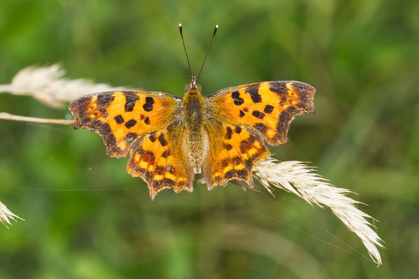 C-Falter auf vertrocknetem Süßgras