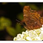 C-Falter auf Waldhortensie