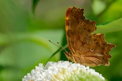 C-Falter auf weißem Flieder