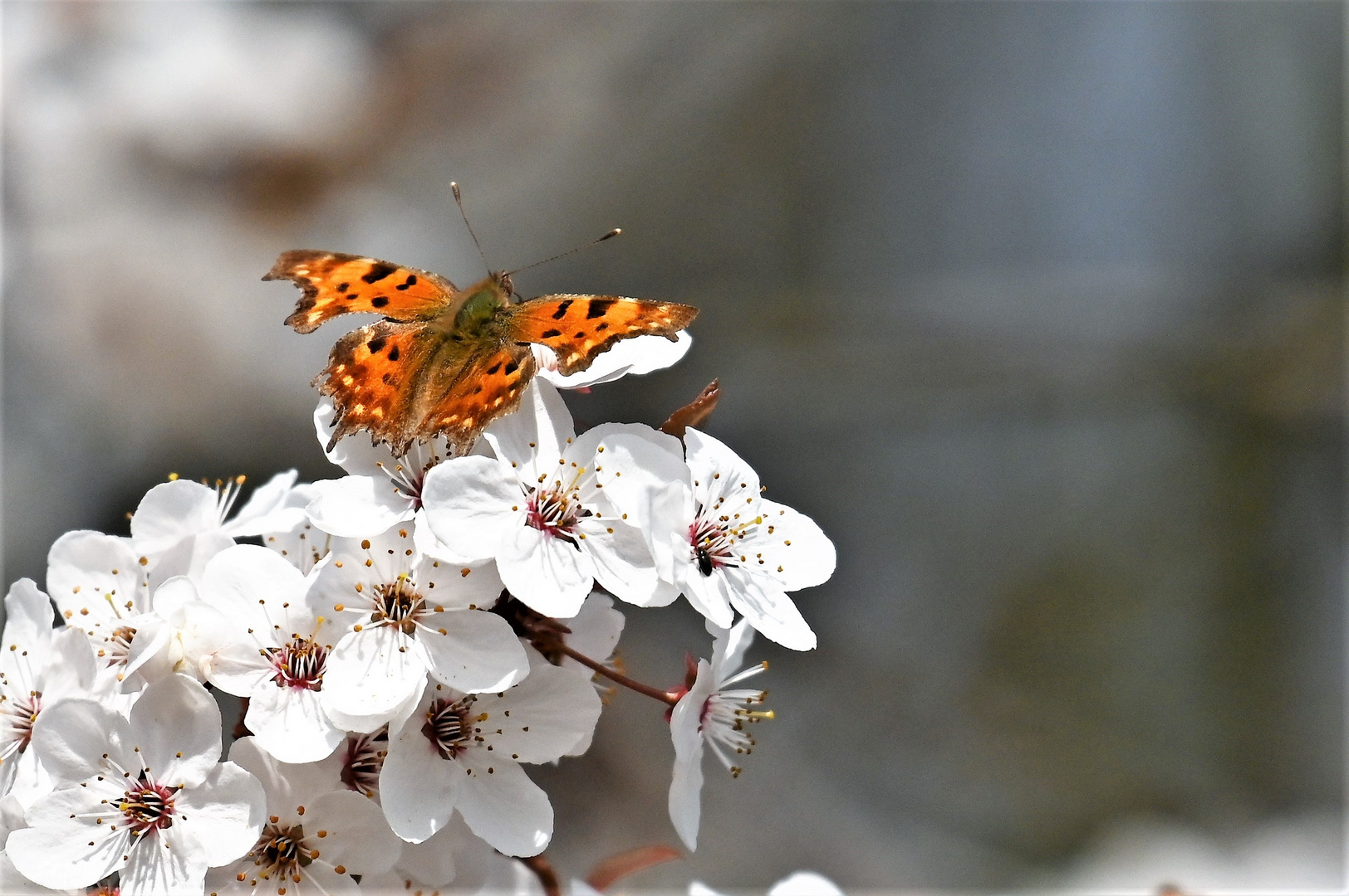 C-Falter auf weißer Blüte