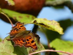 C-Falter bei der Boskop Ernte