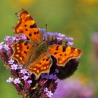 C-Falter bei herrlichem Herbstwetter im Ansitz