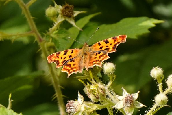 C - Falter beim Sonnenbad