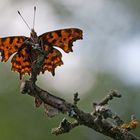 C-FALTER, COMMA, POLYGONIA C ALBUM