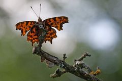 C-FALTER, COMMA, POLYGONIA C ALBUM