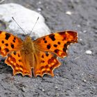 C-FALTER, COMMA, POLYGONIA C ALBUM