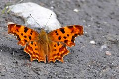 C-FALTER, COMMA, POLYGONIA C ALBUM