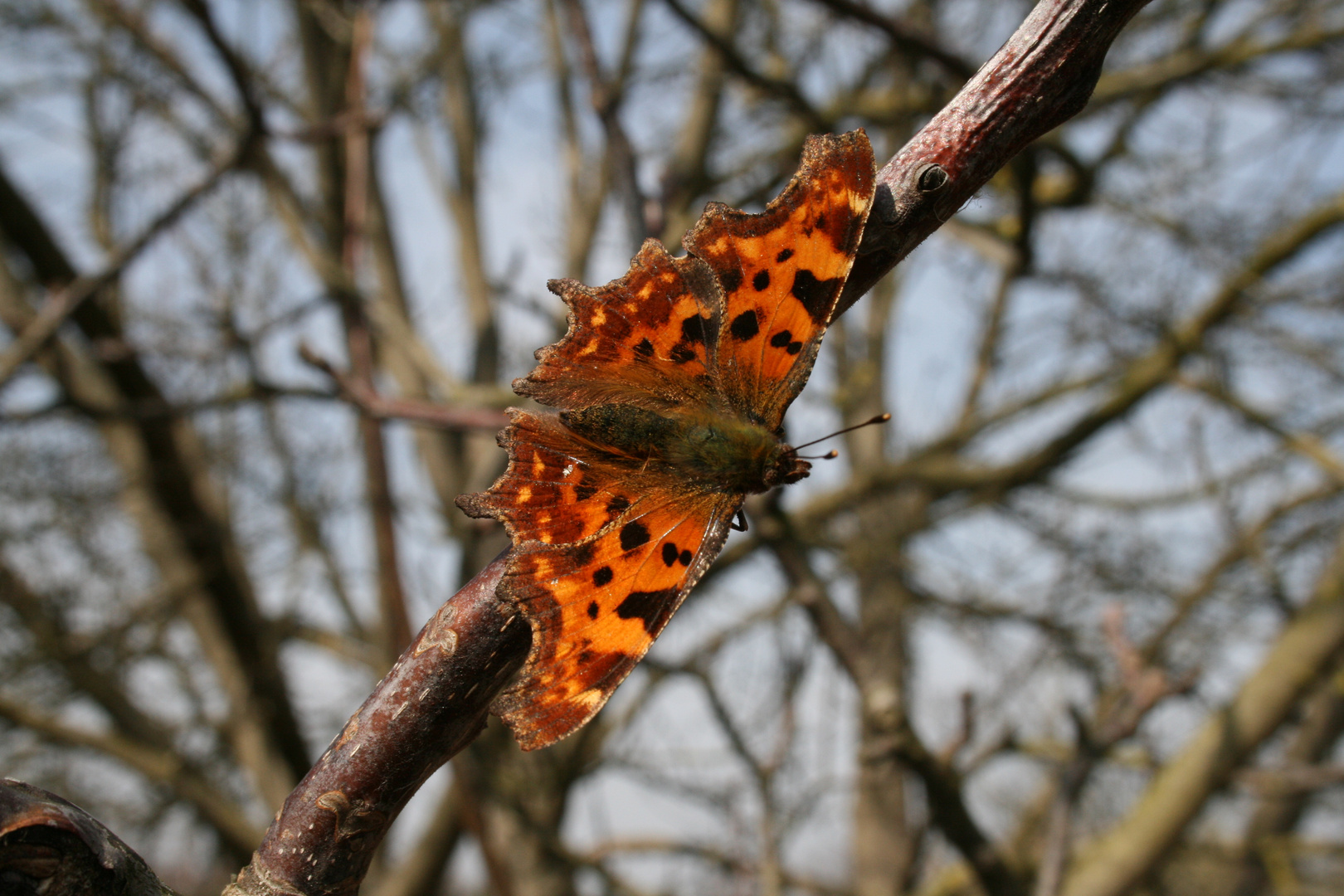 C-Falter im Frühling