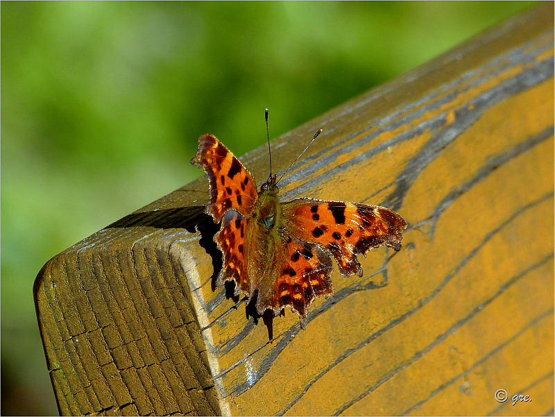 C Falter im Garten