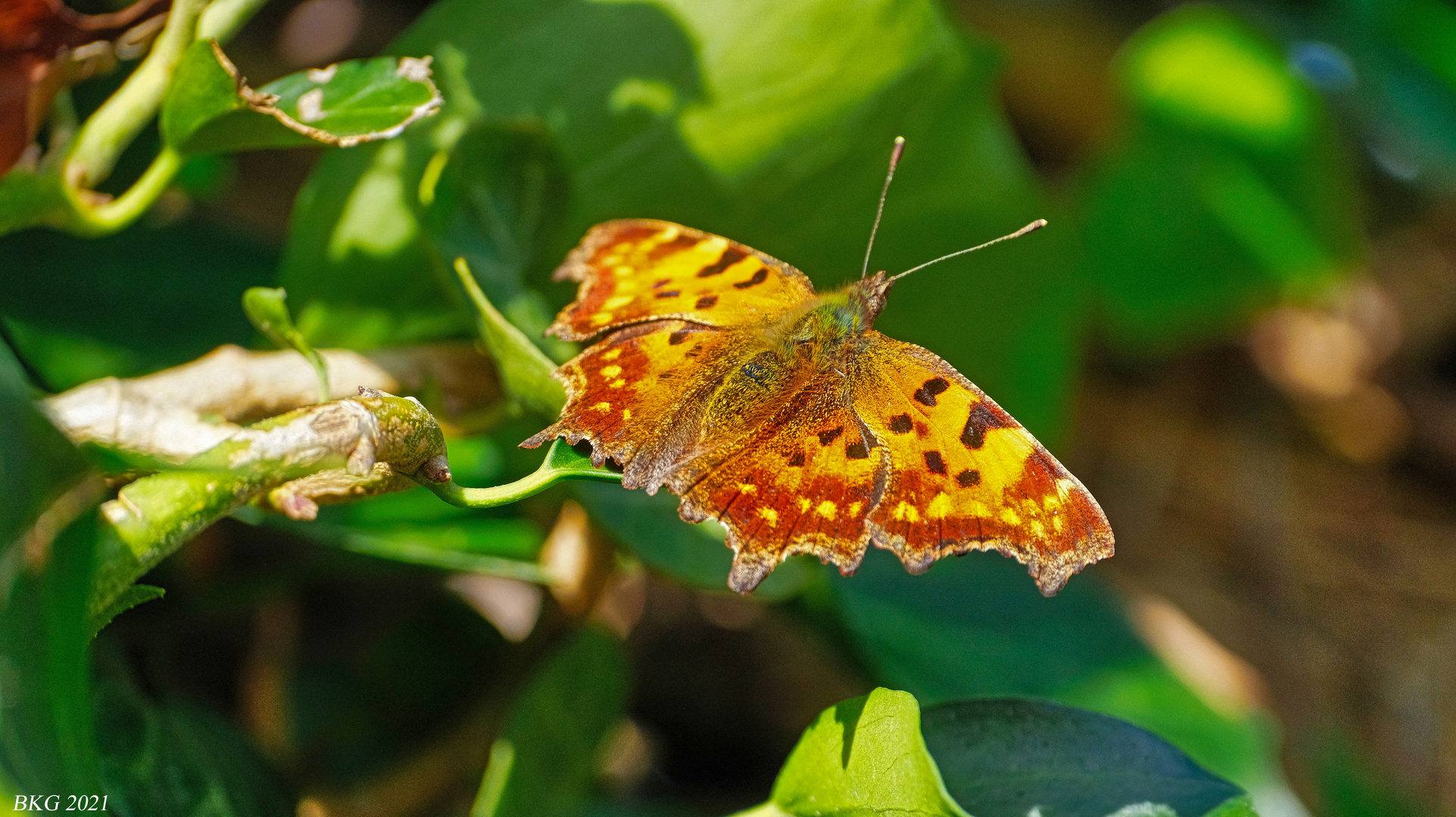 C-Falter im heimischen Garten 