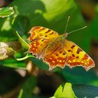 C-Falter im heimischen Garten 