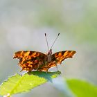 C-Falter im Sonnenlicht