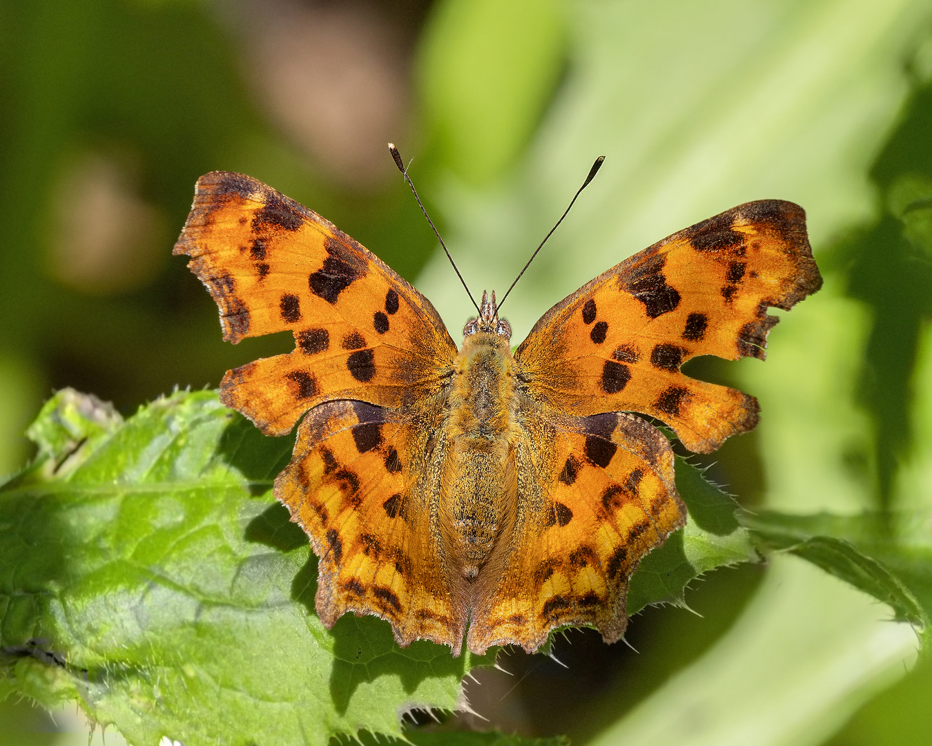 C- Falter im Wald