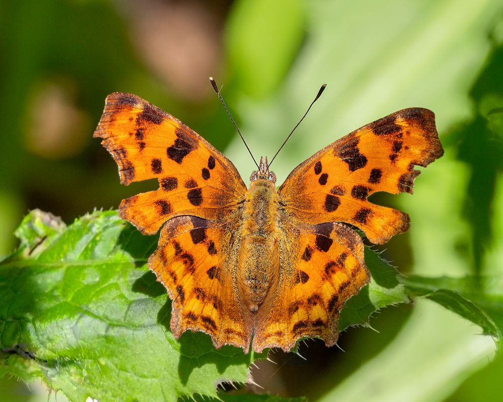 C- Falter im Wald