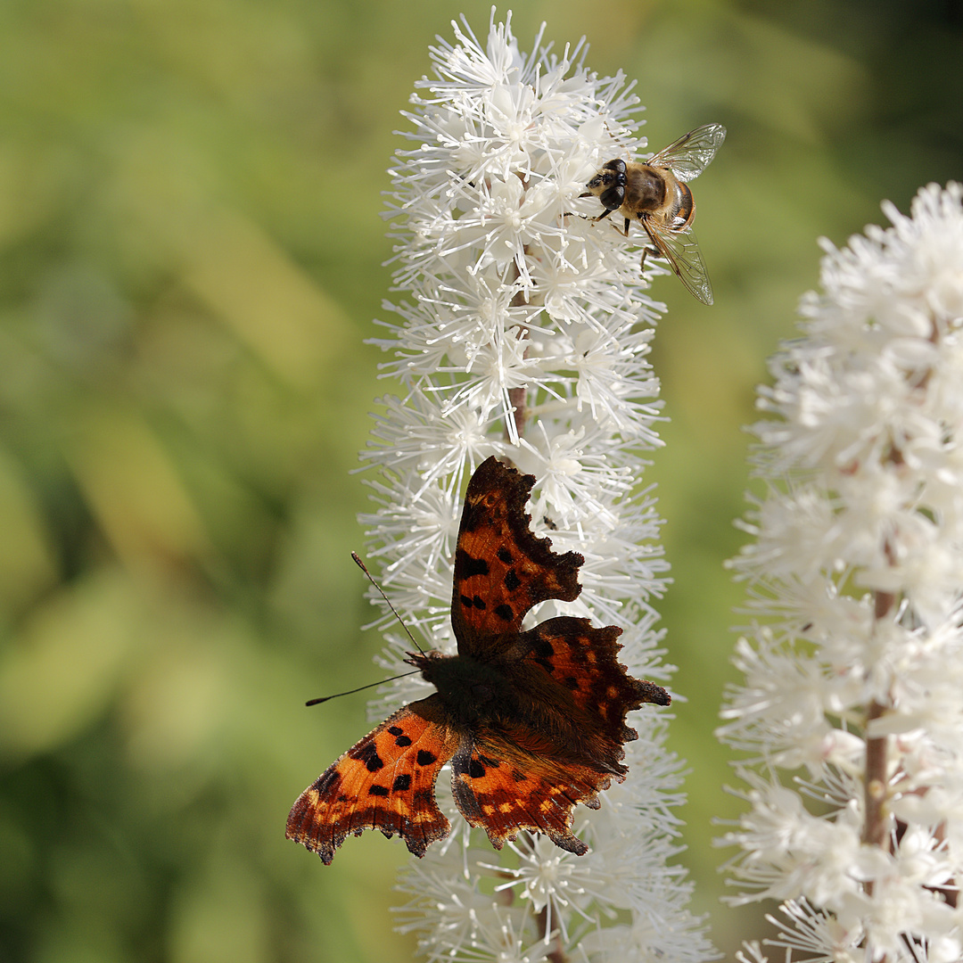 C-Falter mit flotter Biene