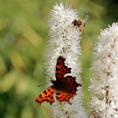 C-Falter mit flotter Biene