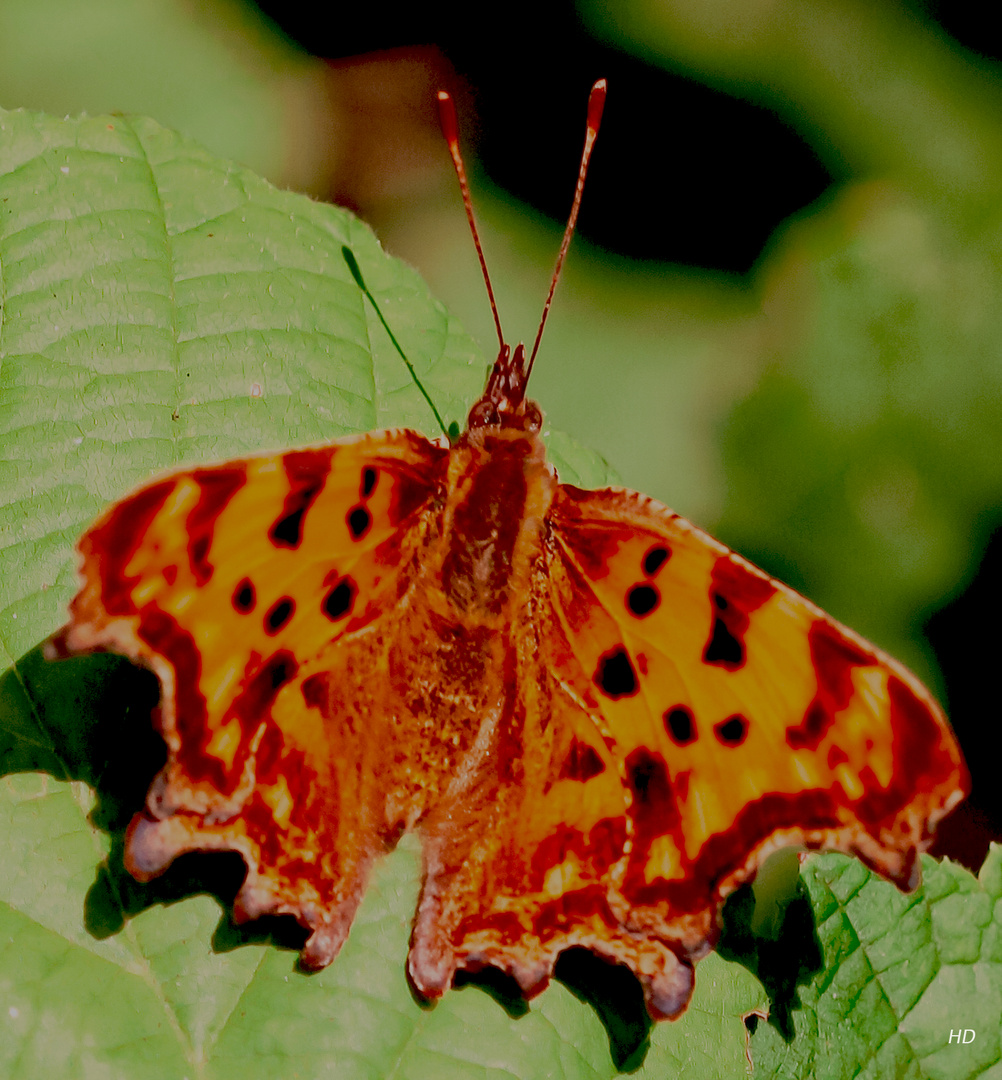 C-Falter (Nymphalis c-album) auf Haselnussblatt 