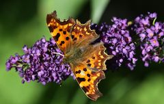 C-Falter (Polygonia c-album)