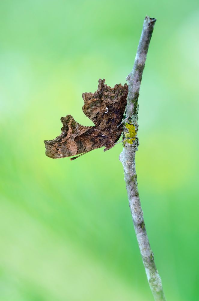 C-Falter (Polygonia c-album)