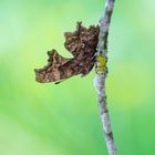 C-Falter (Polygonia c-album)