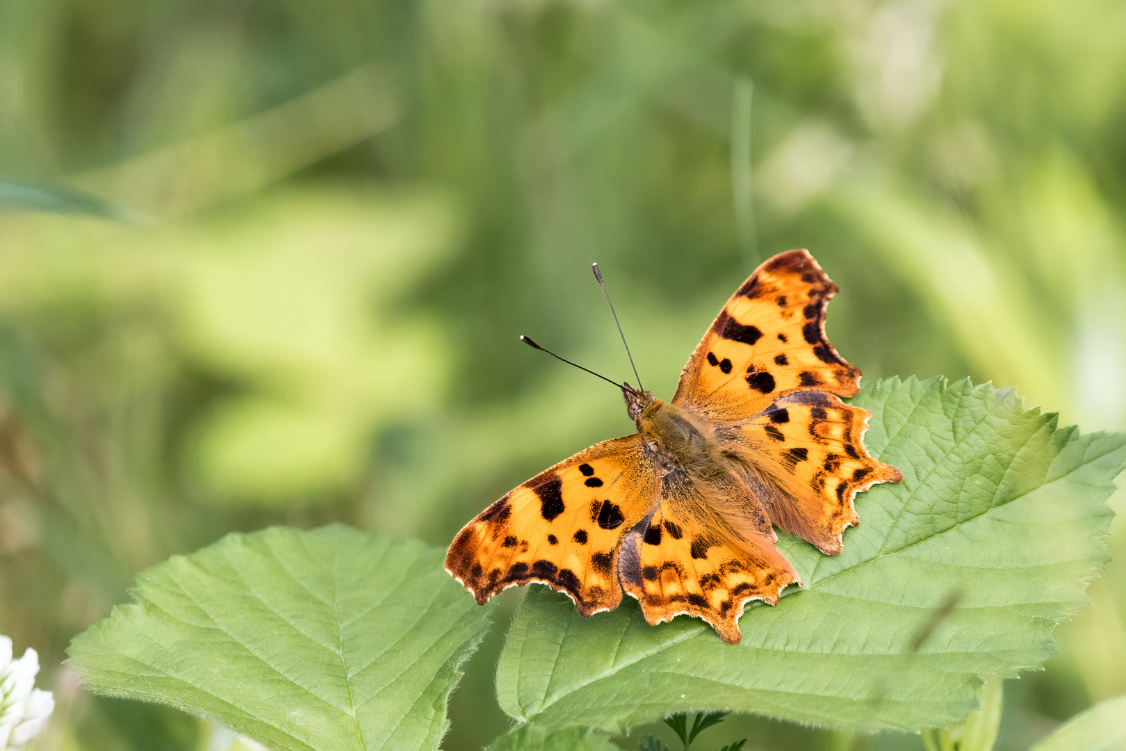 C-Falter Polygonia c-album