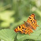 C-Falter Polygonia c-album