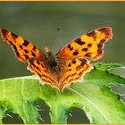 C-Falter (Polygonia c-album)