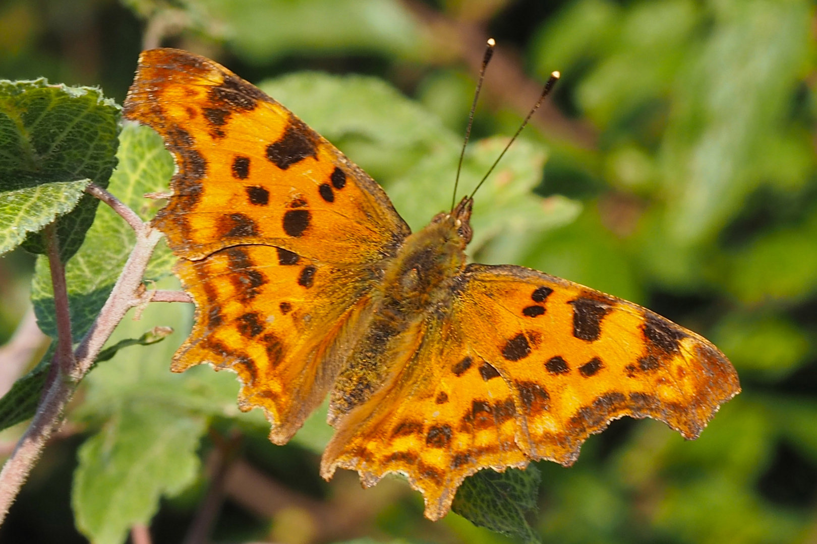 C-Falter (Polygonia c-album) 1