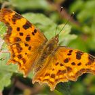 C-Falter (Polygonia c-album) 1