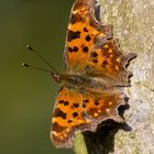 C-Falter (Polygonia c-album)