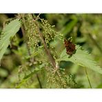 C - Falter (Polygonia c-album)